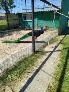 Страусиная ферма Экзотик - 83