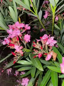 У Роберта - 25