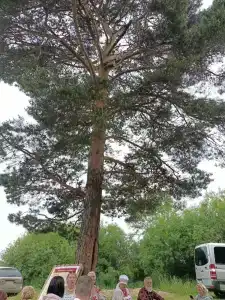 Бузим Красноярск - 49