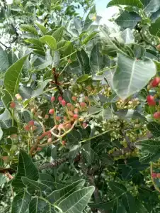 Лиманчик - 60