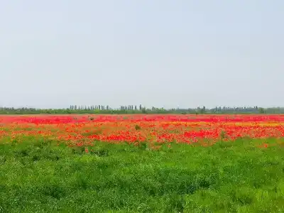Асса - 10