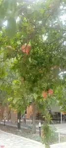 Солнышко - 73