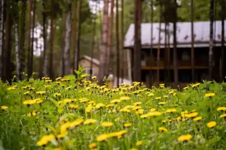 Русский лес - 58