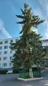 Долинск - 37
