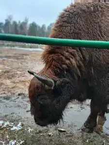 Беловежская пуща. №2 - 48