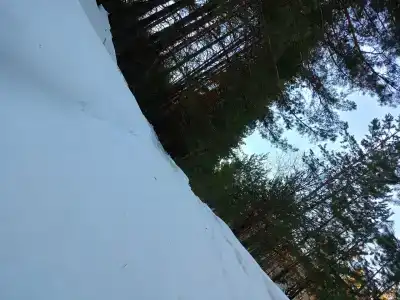 Тюльпан - 10