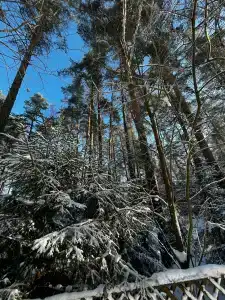 Бивак - 60