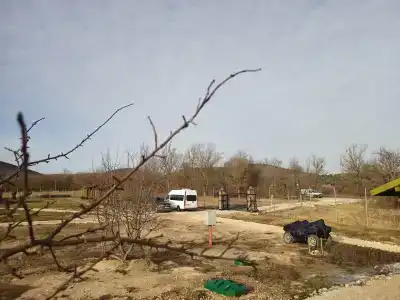 Дрозды - 34