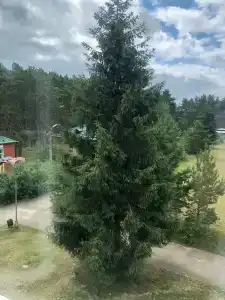 Сосновый бор - 19