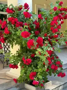 Кронон Парк - 24