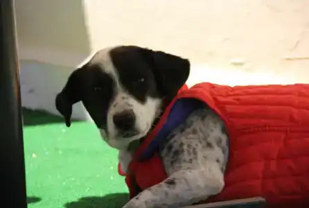 Caretta Caretta - 10