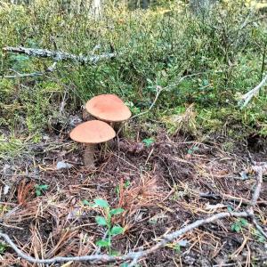 Северное сияние - 53