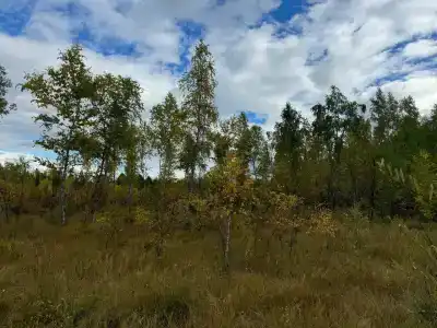 Кучигер - 51