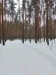 Баринова Роща - 55