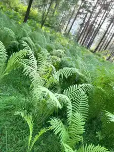 Белые Росы - 29