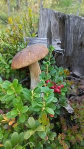 Зайкина дача - 29