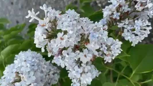 Канентъявр - 61