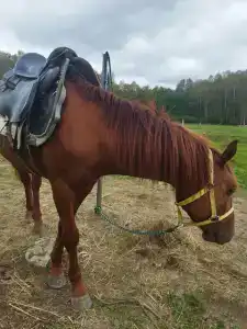 Бородино - 77