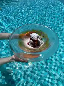 Alma Park Resort - 37