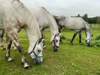 Усадьба Долгорукий - 34