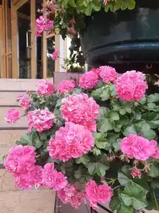 Жемчужина - 27