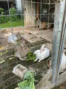 Усадьба Запруднево - 77