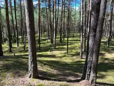 Белые бугры - 66