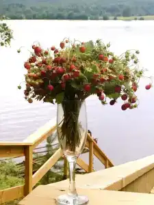 Зайкина дача - 20