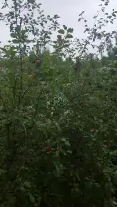 Вырубово - 37