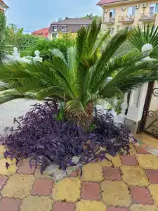 Жемчужина Лоо - 35