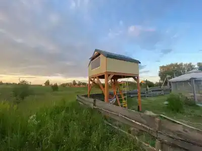 Смородина - 60