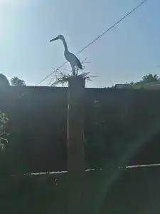 Беловежское Поместье - 92