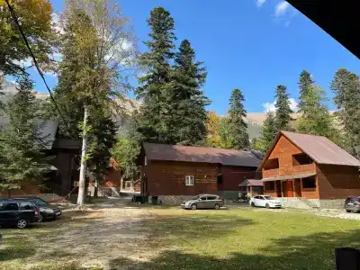 Forest yard - 0