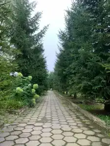 Белый лебедь - 7