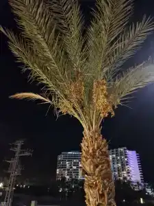 Vert Dead Sea - 13