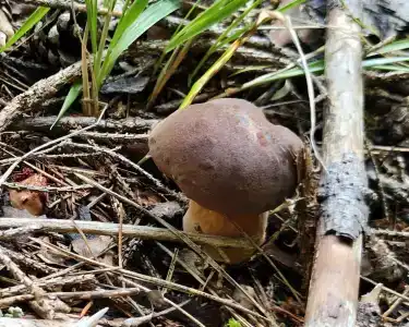 Лесные дали - 9