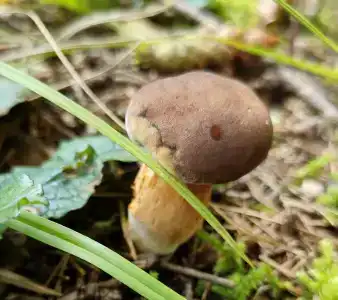 Лесные дали - 10