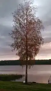 Солнечная заводь - 33