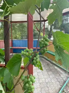 Нептун - 31