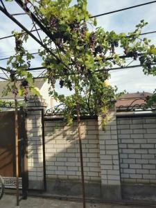 Дельфиния - 23