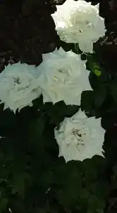 Отс - 4