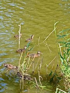 Монахов пруд - 73