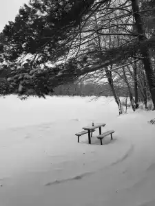 Русский лес - 86