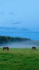 Паллада пастораль - 39