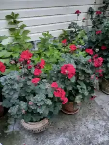 Голландия - 9