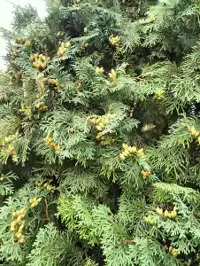 Веселый Маныч - 84