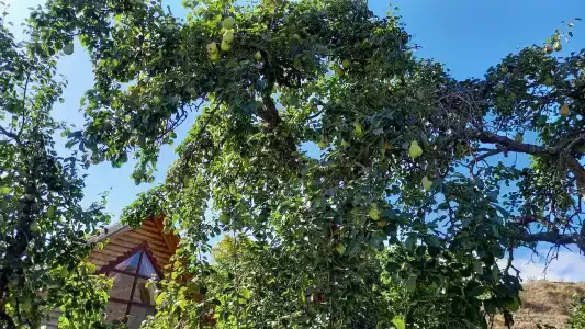 Зеленогорье - 48