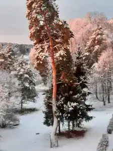 Семеновское - 24