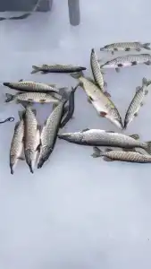 Сабо - 30