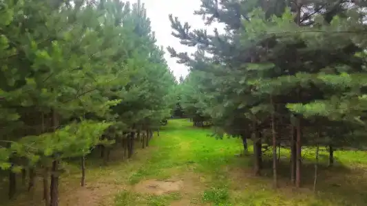 Лестория - 12